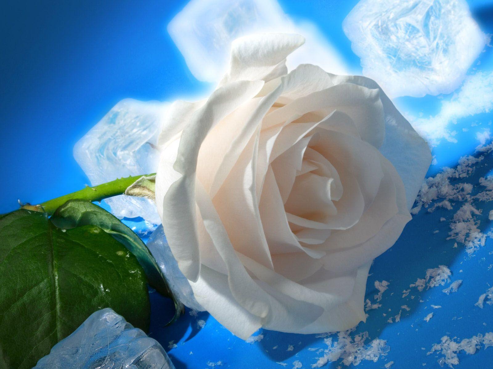 Blue and White Rose Wallpapers Top Free Blue and White Rose