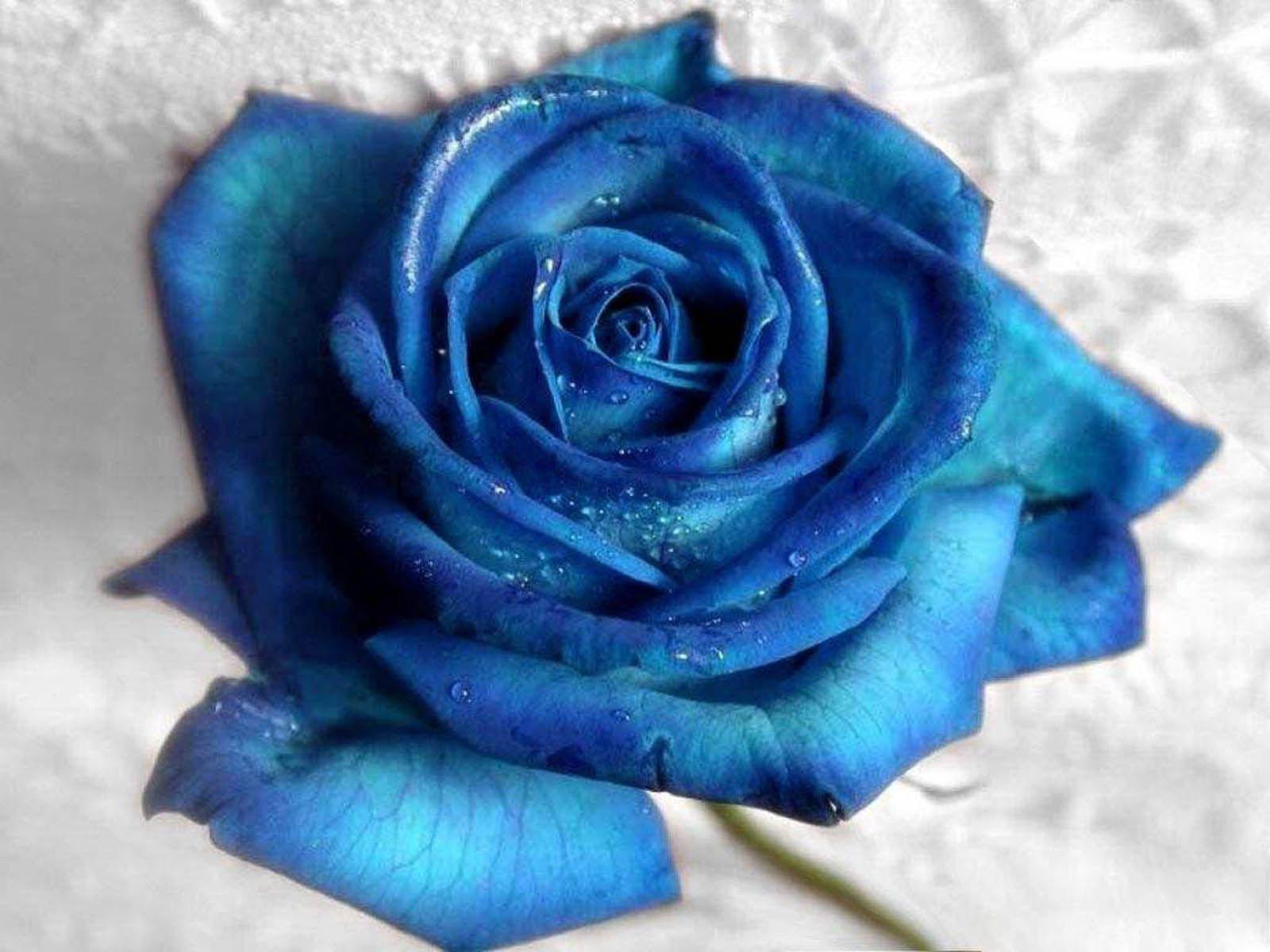 Blue and White Rose Wallpapers Top Free Blue and White Rose