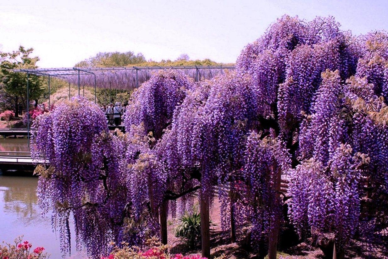 Wisteria Tree Wallpapers Top Free Wisteria Tree Backgrounds