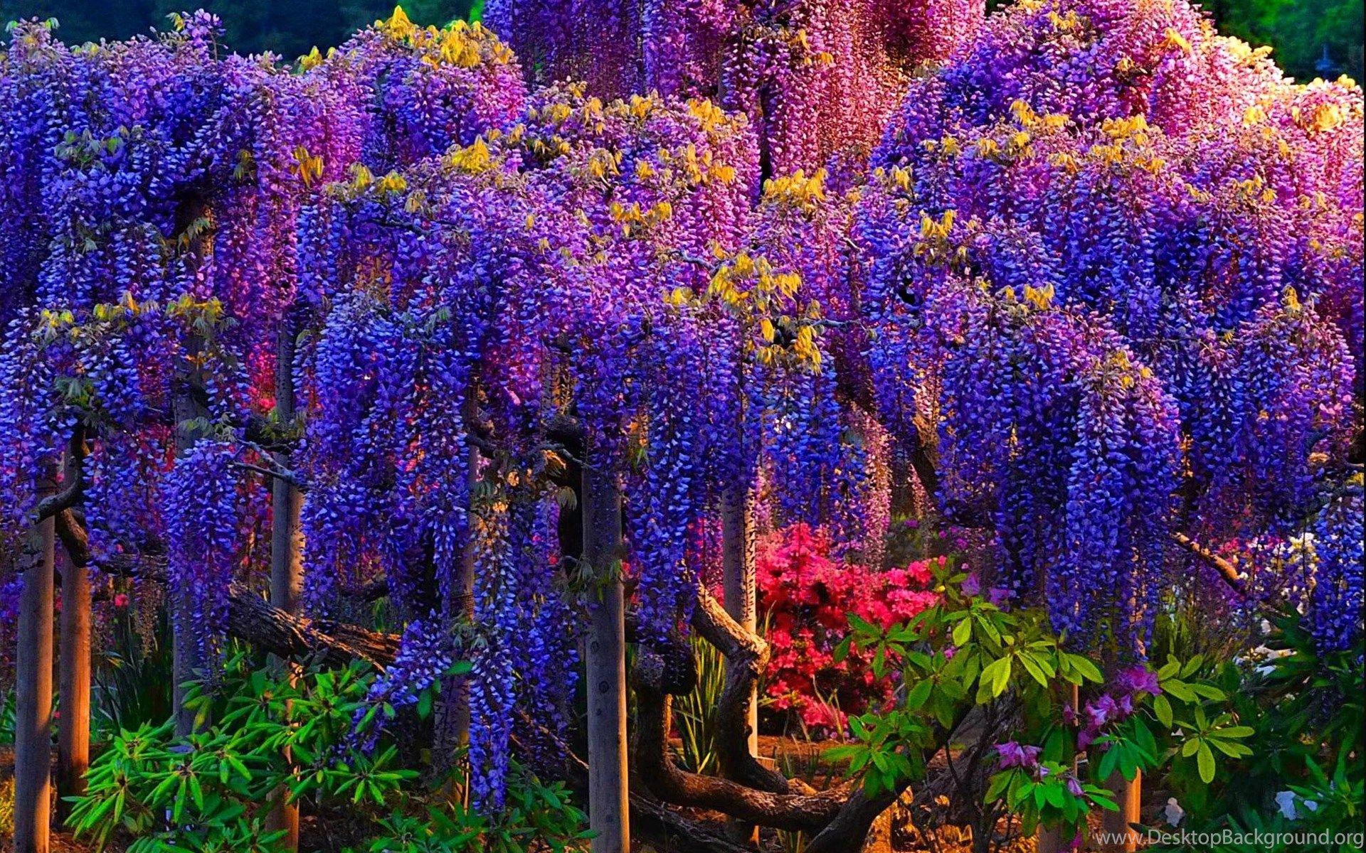 Japanese Wisteria iPhone Wallpapers Top Free Japanese Wisteria iPhone