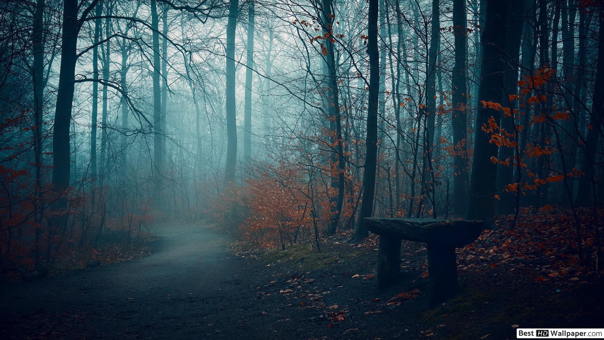 Beautiful Dark Forest Wallpapers Top Free Beautiful Dark Forest Backgrounds WallpaperAccess