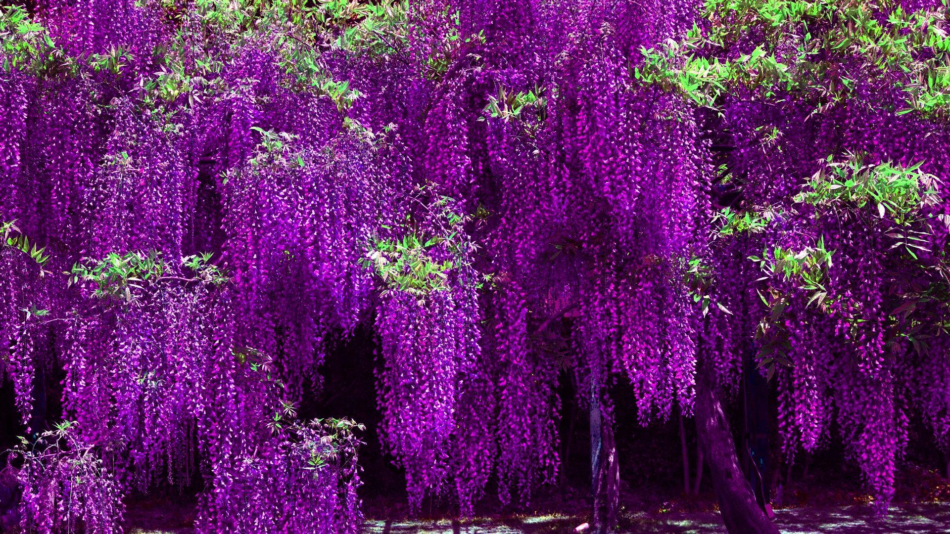 Japanese Wisteria iPhone Wallpapers Top Free Japanese Wisteria iPhone