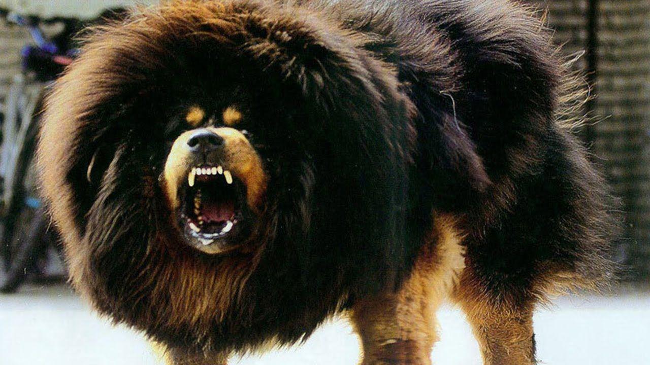 Tibetan Mastiff Wallpapers Top Free Tibetan Mastiff Backgrounds WallpaperAccess
