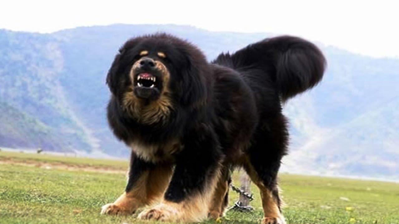 Tibetan Mastiff Wallpapers Top Free Tibetan Mastiff Backgrounds