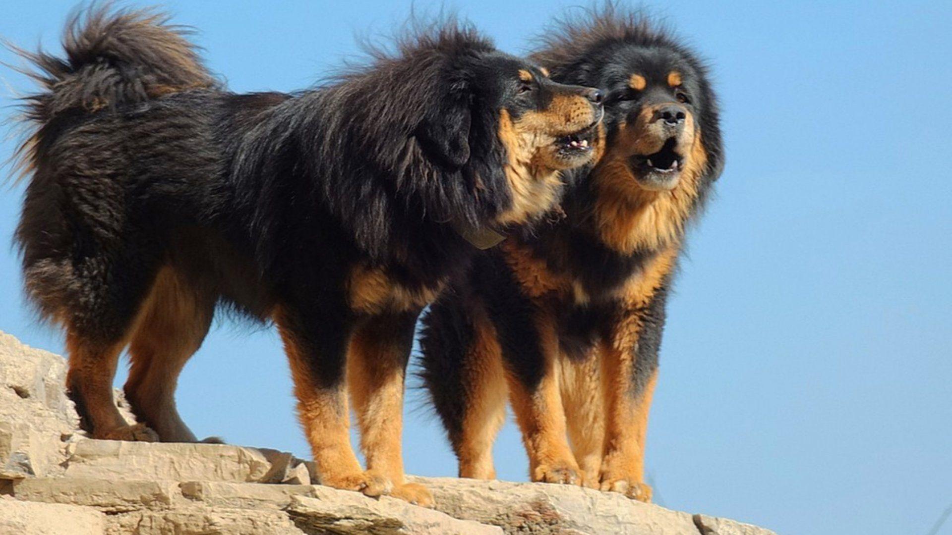Tibetan Mastiff Wallpapers Top Free Tibetan Mastiff Backgrounds