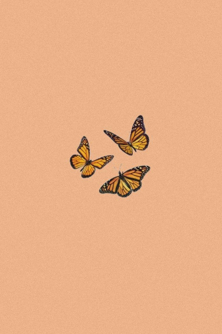 Aesthetic Orange Butterfly Wallpapers Top Free Aesthetic Orange