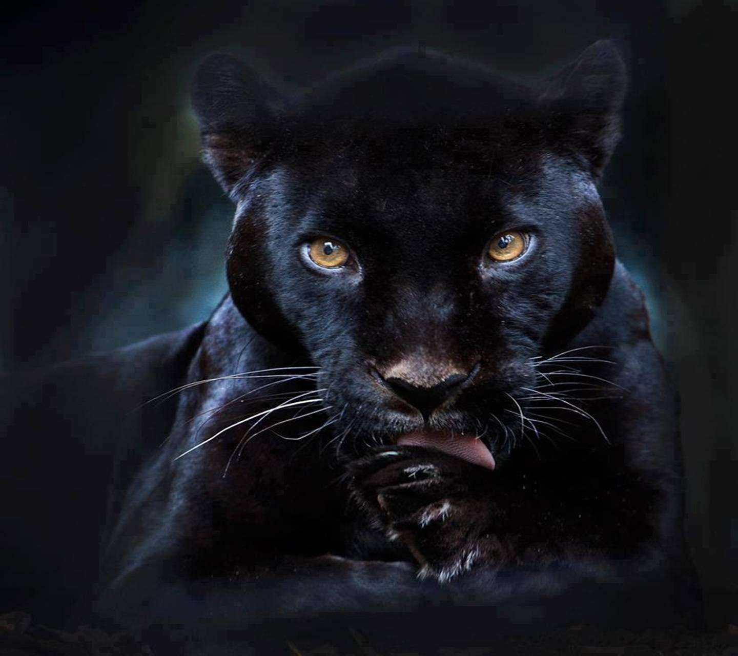 Black Puma Wallpapers Top Free Black Puma Backgrounds WallpaperAccess