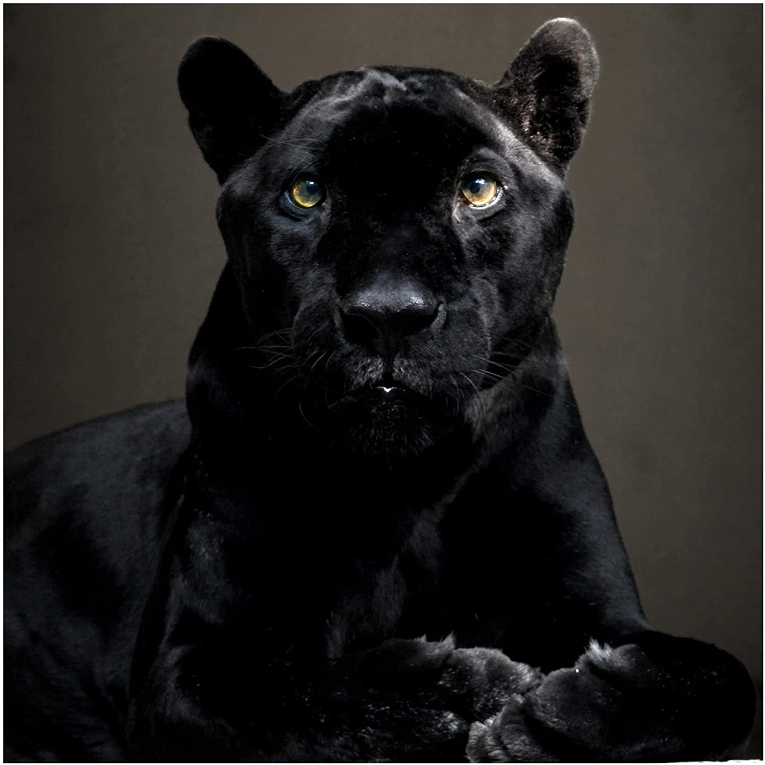 Black Puma Wallpapers Top Free Black Puma Backgrounds WallpaperAccess