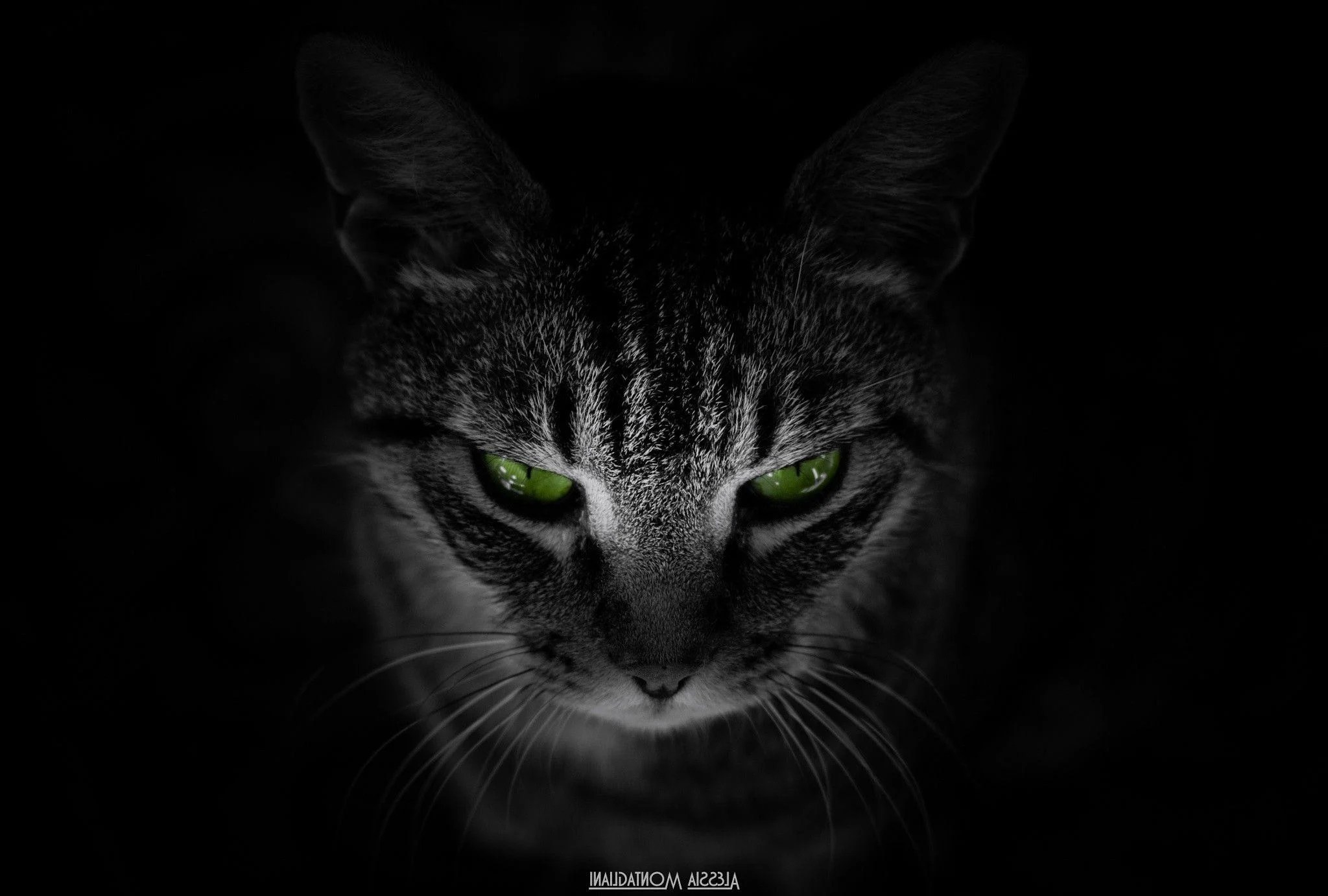Black Cat Green Eyes Wallpapers Top Free Black Cat Green Eyes