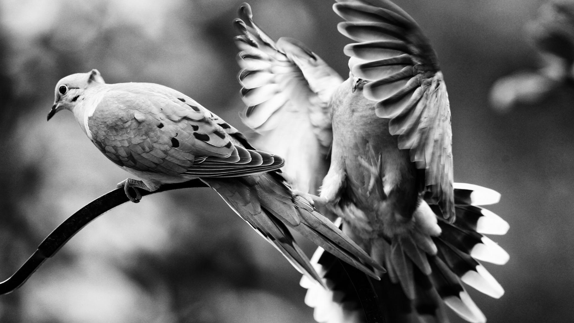 Black and White Bird Wallpapers Top Free Black and White Bird