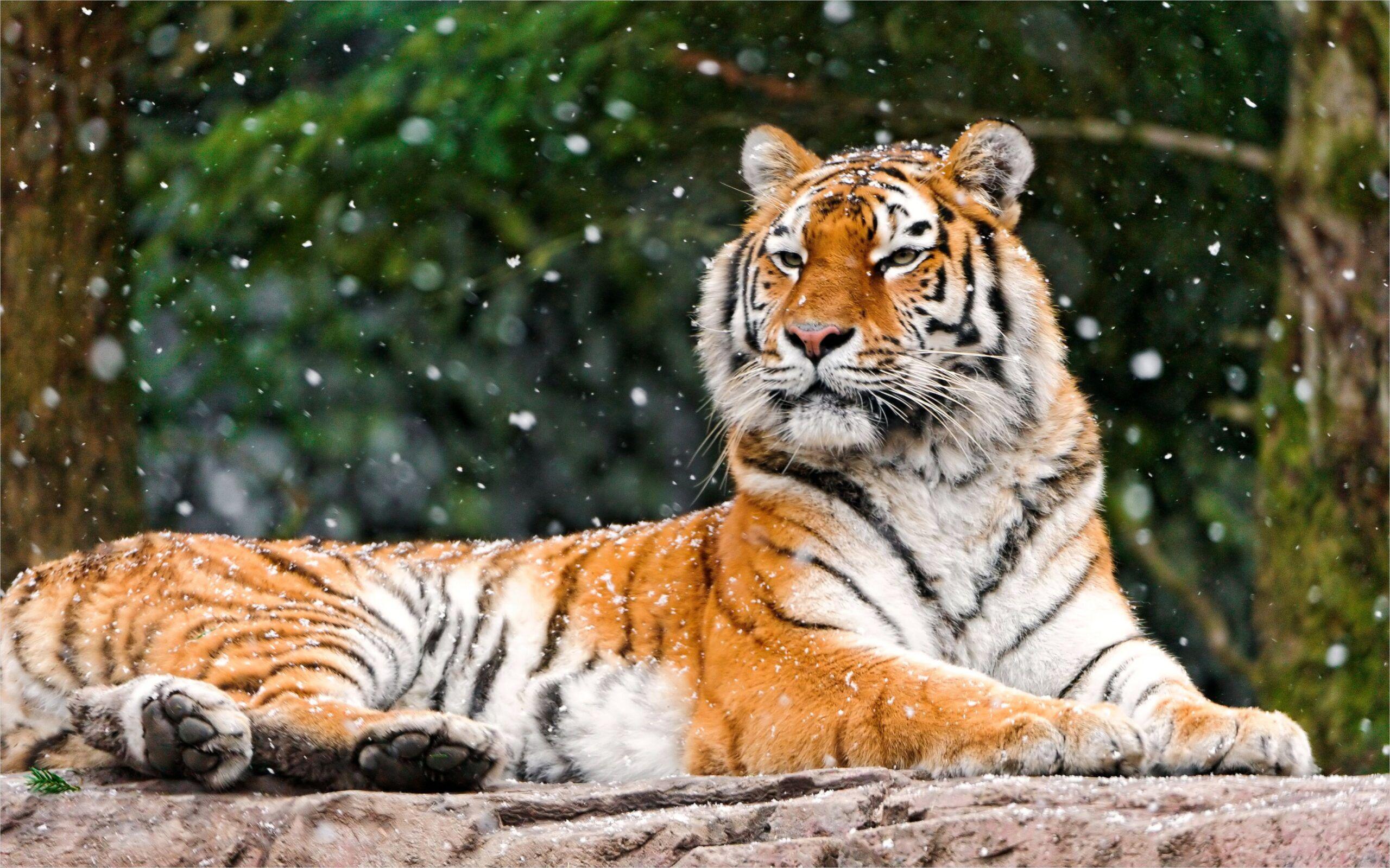 Siberian Tiger Wallpapers Top Free Siberian Tiger Backgrounds