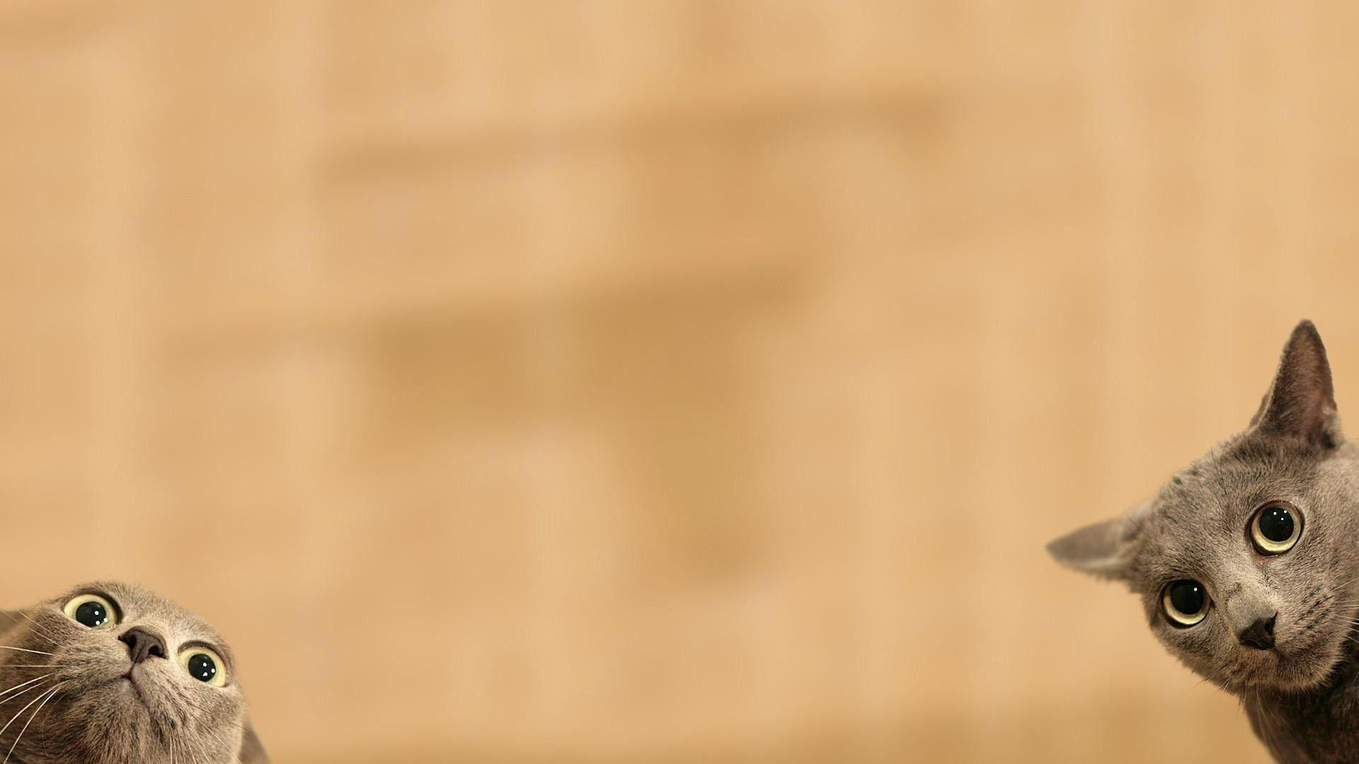 Funny Cat Wallpapers Top Free Funny Cat Backgrounds WallpaperAccess