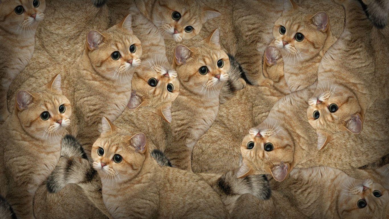 Funny Cat Wallpapers Top Free Funny Cat Backgrounds WallpaperAccess