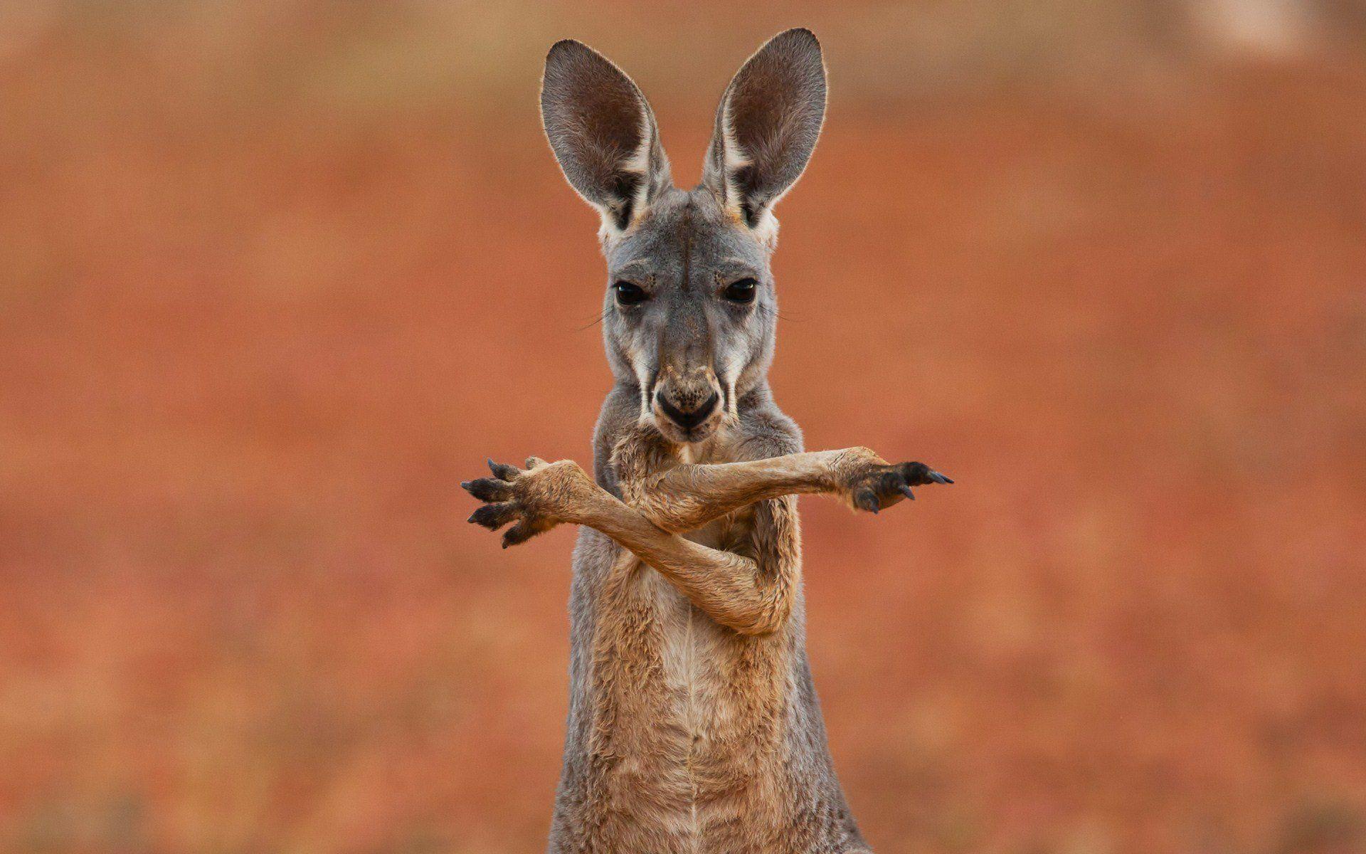 Australian Animal Wallpapers Top Free Australian Animal Backgrounds