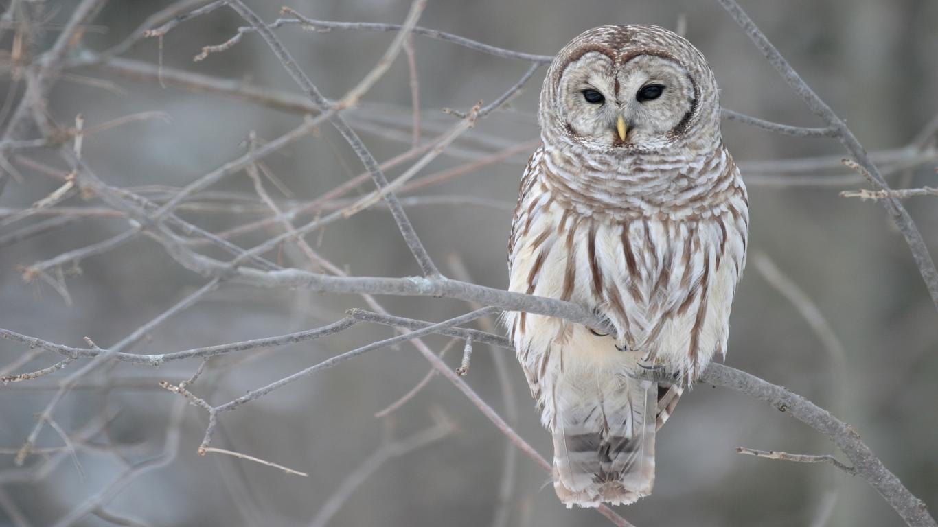 Winter Animal Wallpapers Top Free Winter Animal Backgrounds