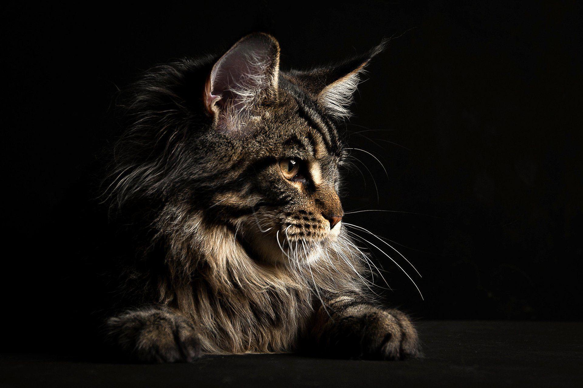 Black Maine Coon Wallpapers Top Free Black Maine Coon Backgrounds