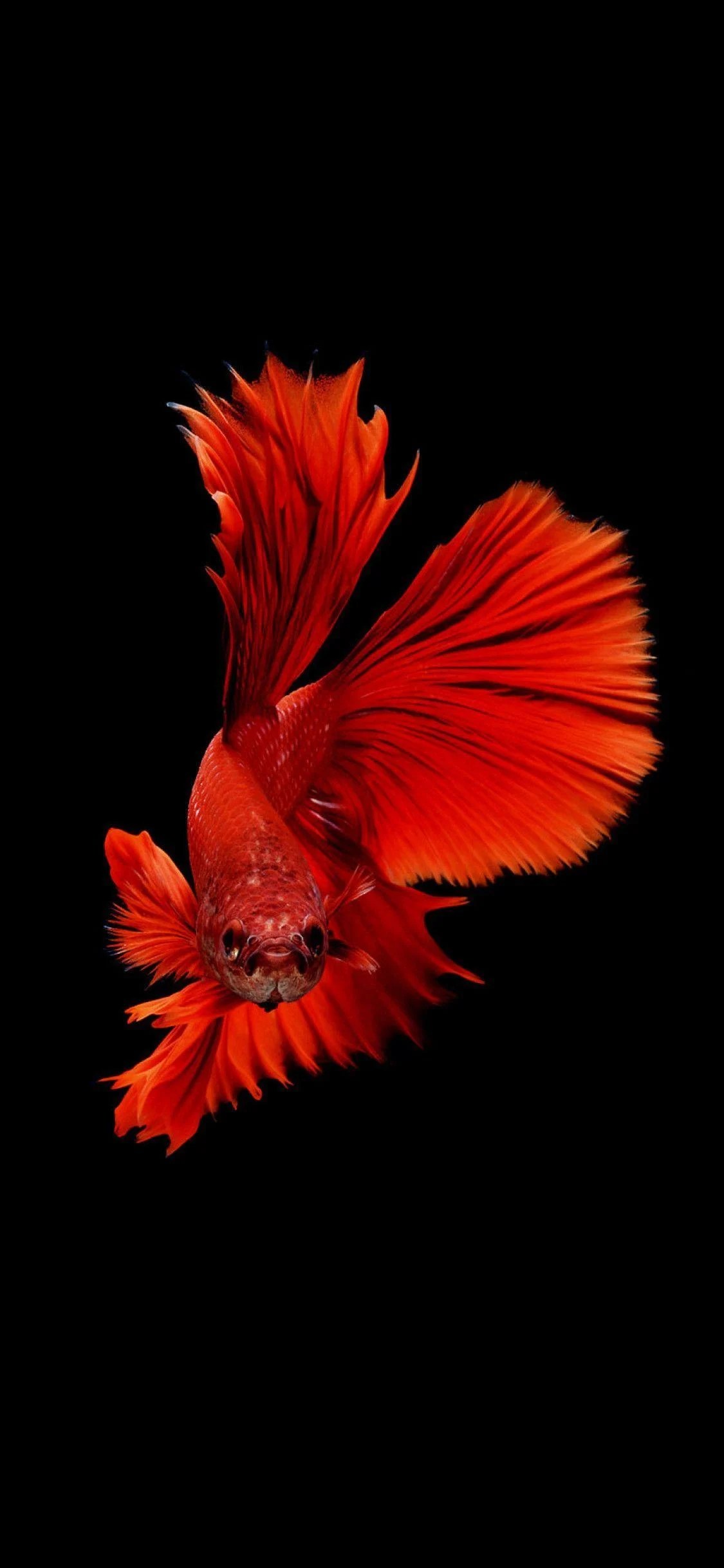 4K Fish Wallpapers Top Free 4K Fish Backgrounds WallpaperAccess