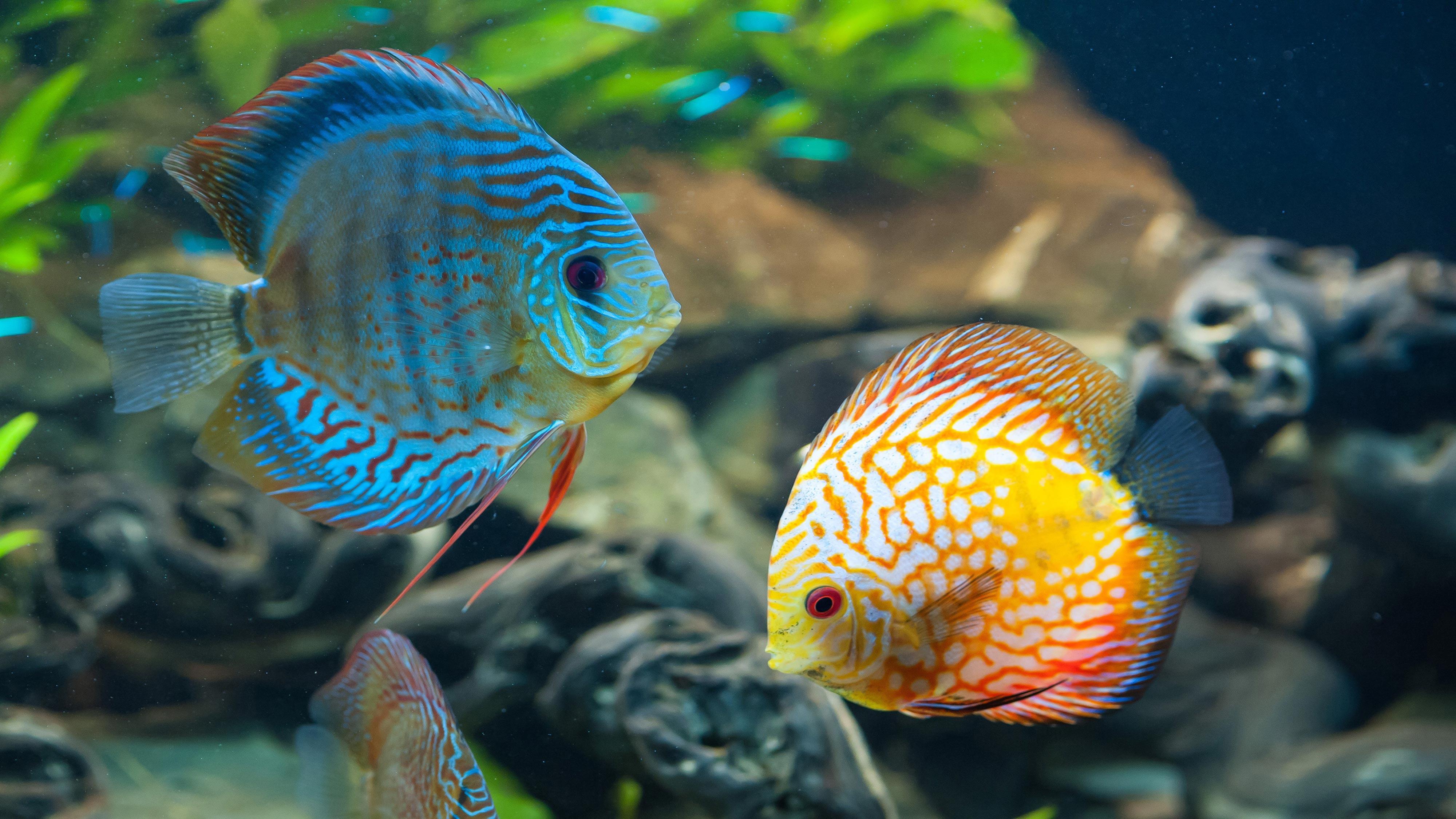4K Fish Wallpapers Top Free 4K Fish Backgrounds WallpaperAccess