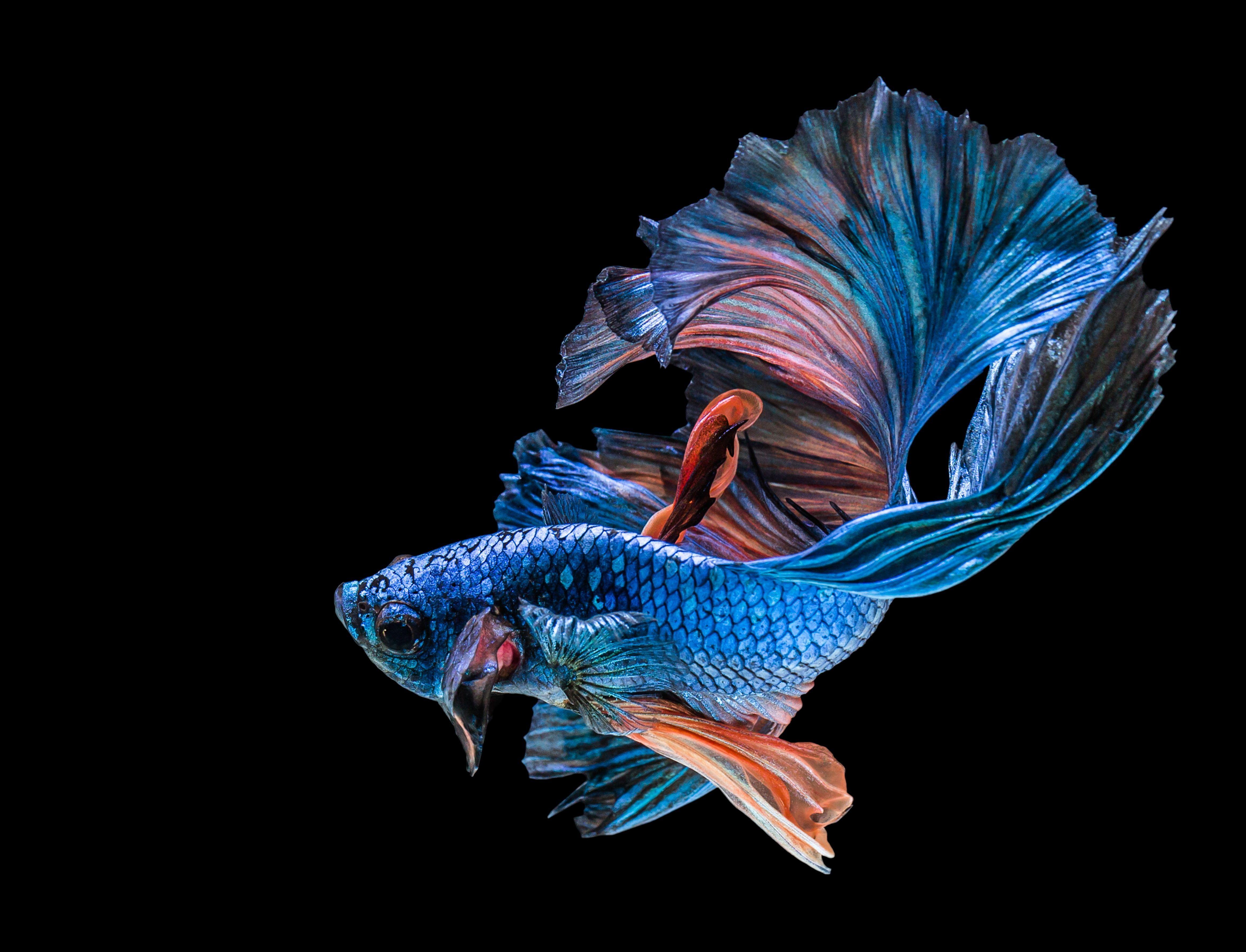 4K Fish Wallpapers Top Free 4K Fish Backgrounds WallpaperAccess