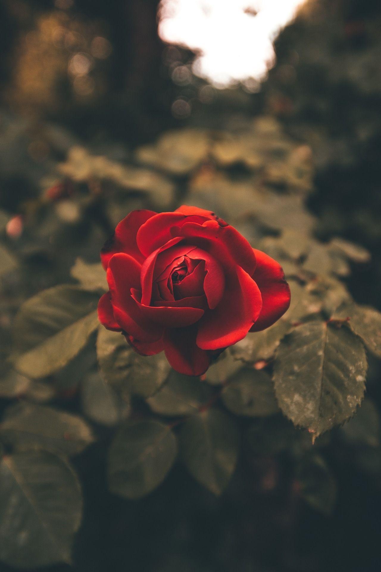 Red Rose Phone Wallpapers Top Free Red Rose Phone Backgrounds