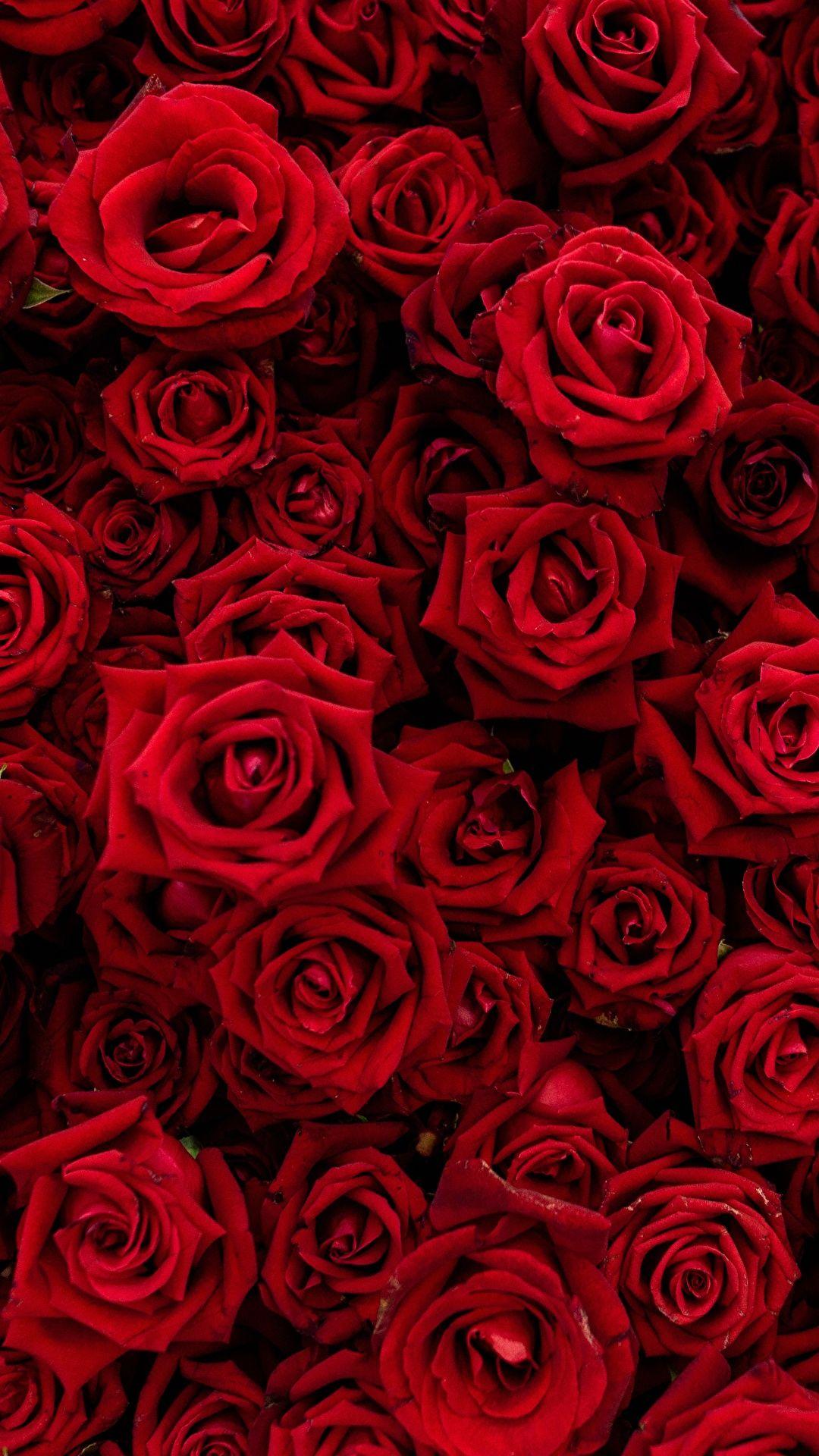 Red Rose Phone Wallpapers Top Free Red Rose Phone Backgrounds
