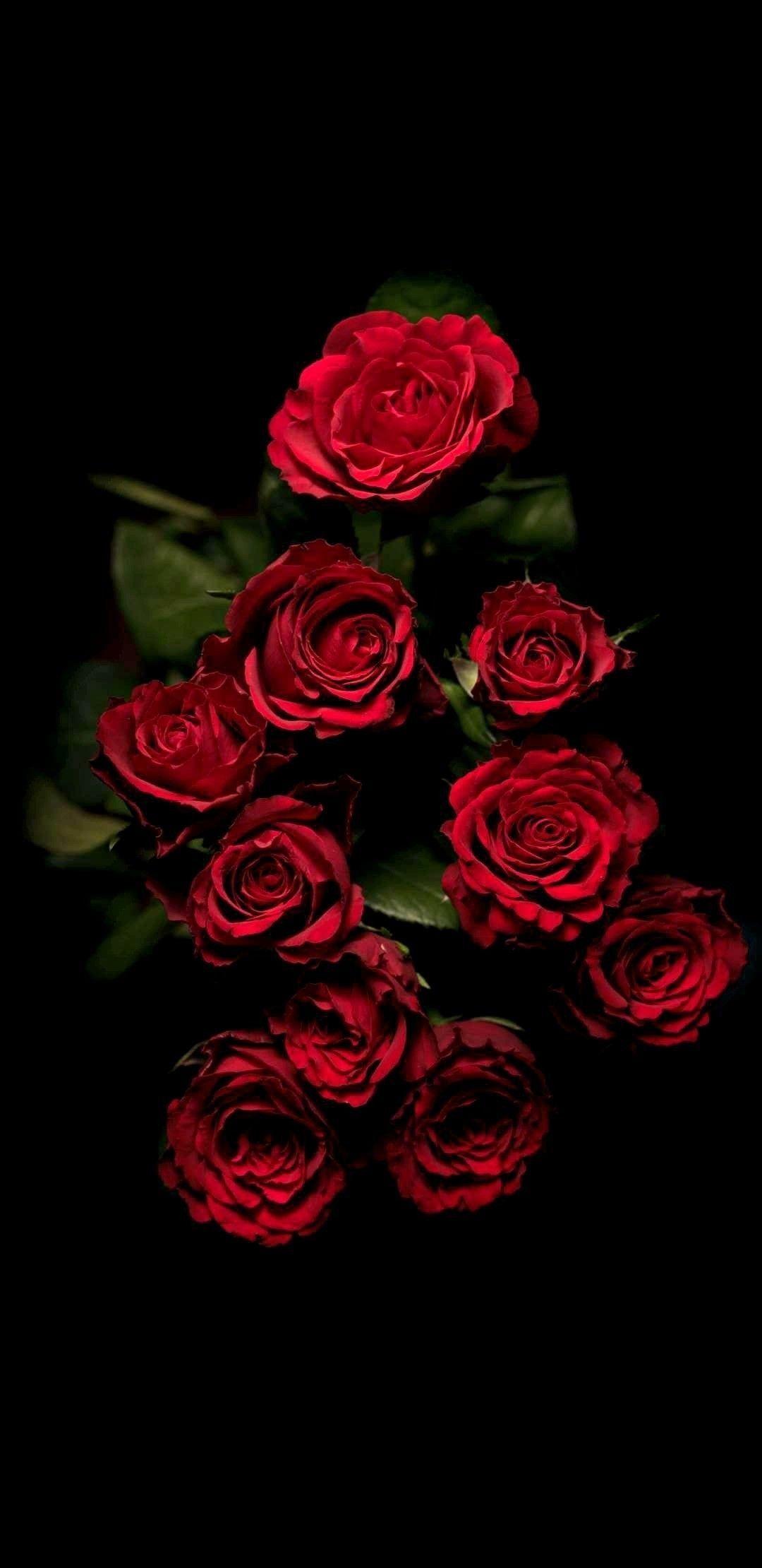 Red Rose Phone Wallpapers Top Free Red Rose Phone Backgrounds