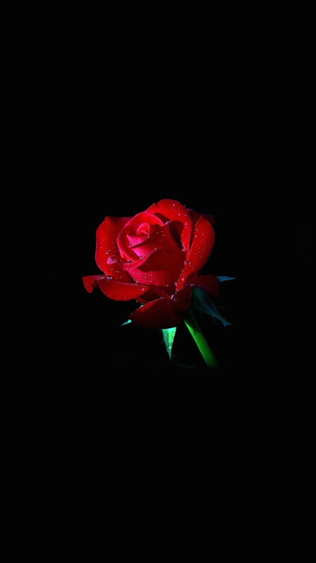 Red Rose Phone Wallpapers Top Free Red Rose Phone Backgrounds