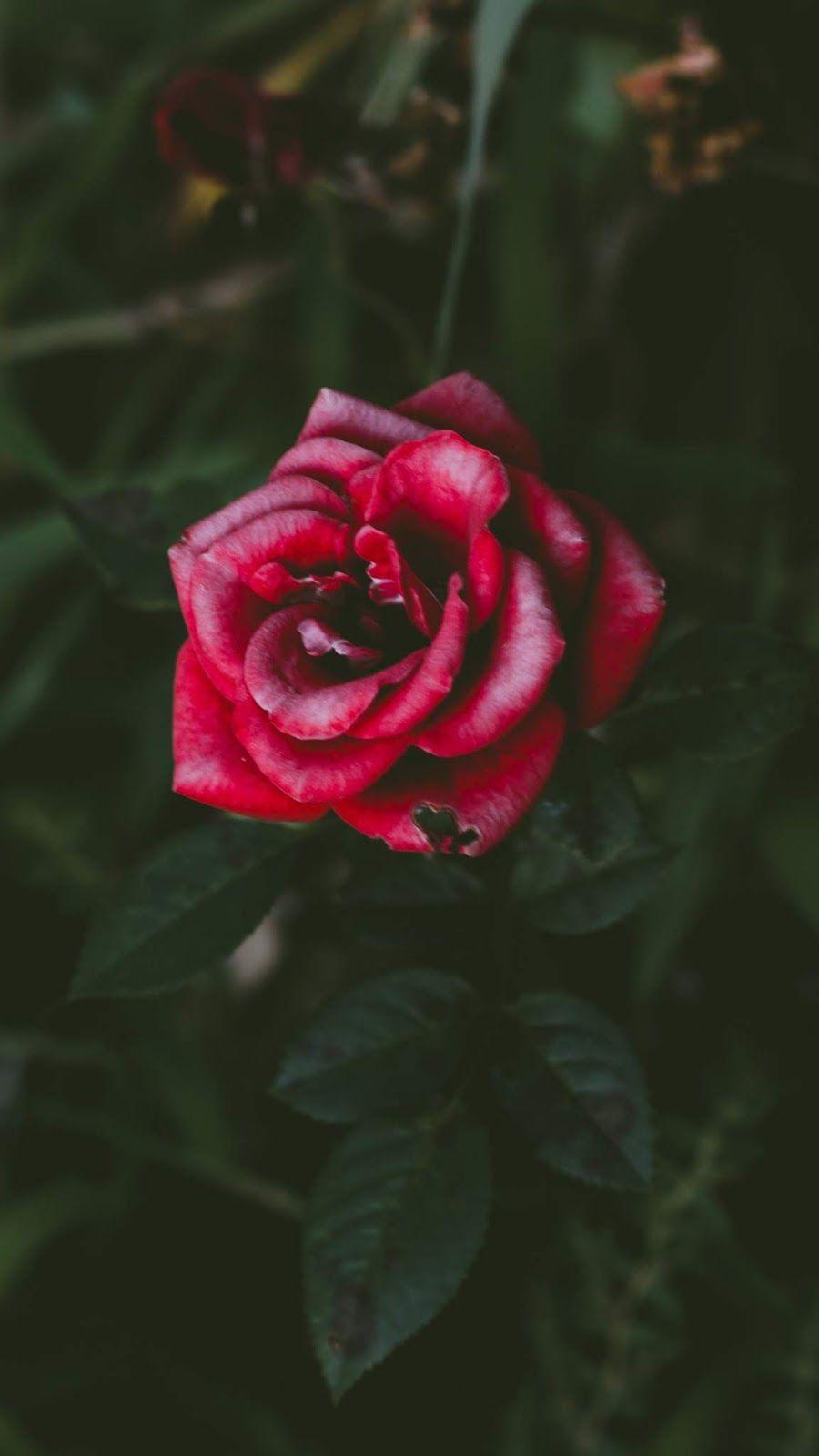 Red Rose Phone Wallpapers Top Free Red Rose Phone Backgrounds