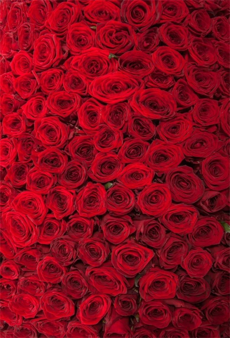 Red Rose Phone Wallpapers Top Free Red Rose Phone Backgrounds