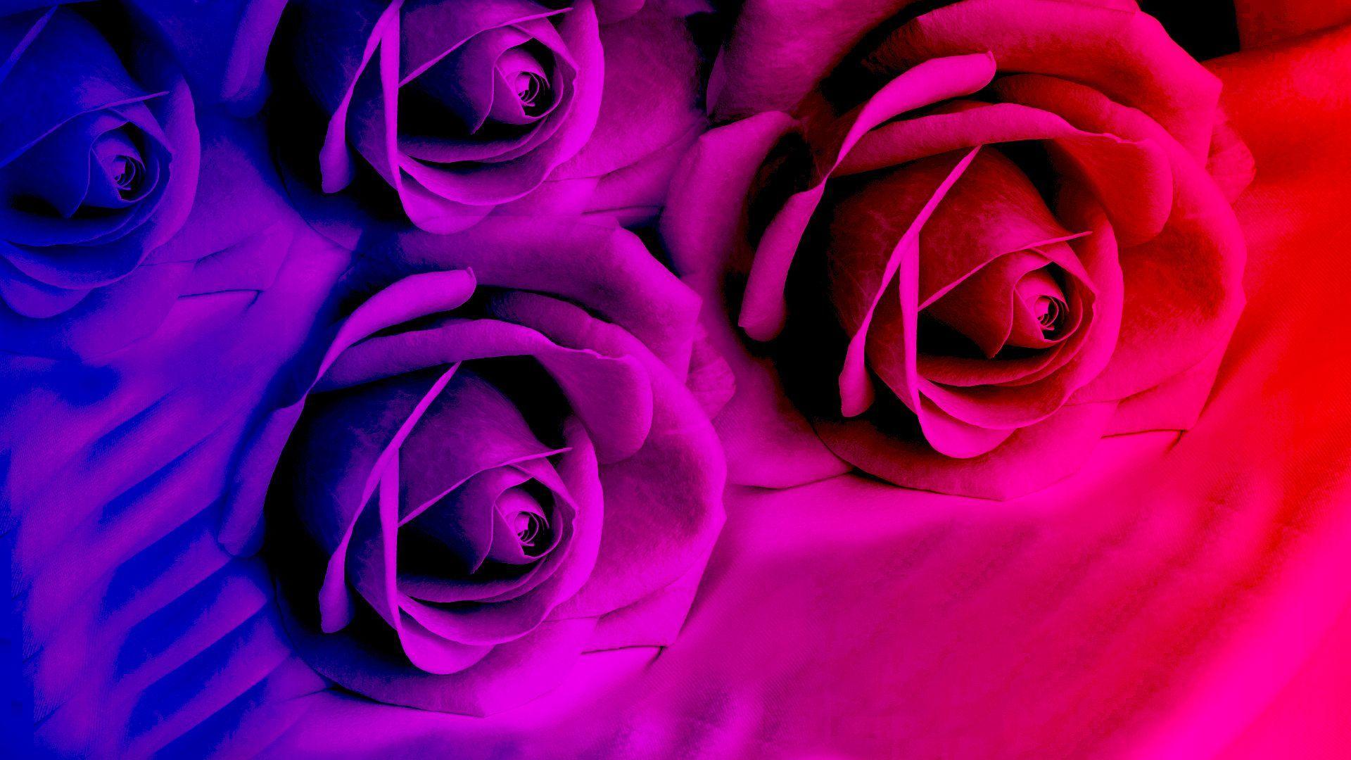 Purple and Pink Roses Wallpapers Top Free Purple and Pink Roses