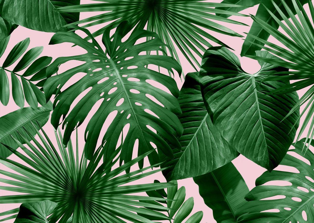 Aesthetic Palm Leaves Wallpapers Top Free Aesthetic Palm Leaves