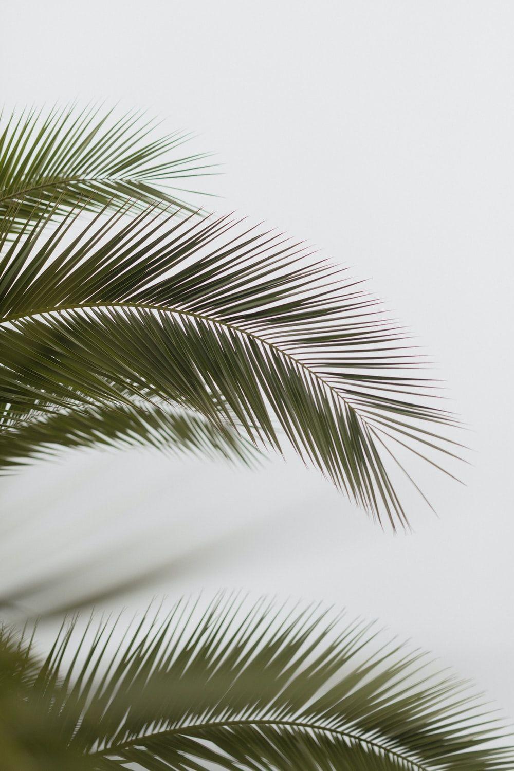 Aesthetic Palm Leaves Wallpapers Top Free Aesthetic Palm Leaves