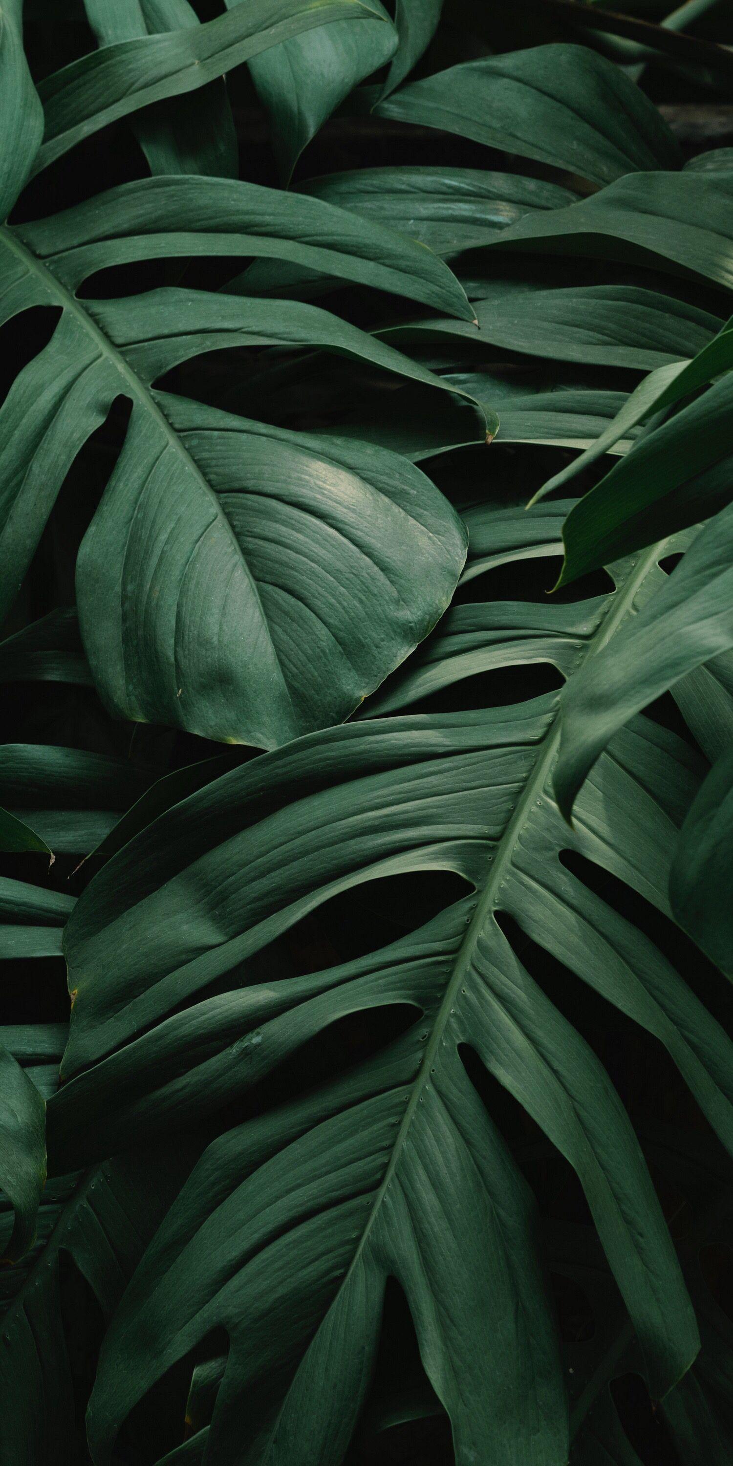 Aesthetic Palm Leaves Wallpapers Top Free Aesthetic Palm Leaves