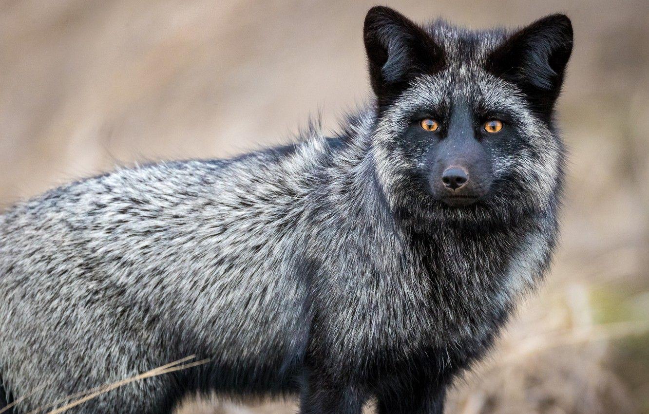 Silver Fox Wallpapers Top Free Silver Fox Backgrounds WallpaperAccess