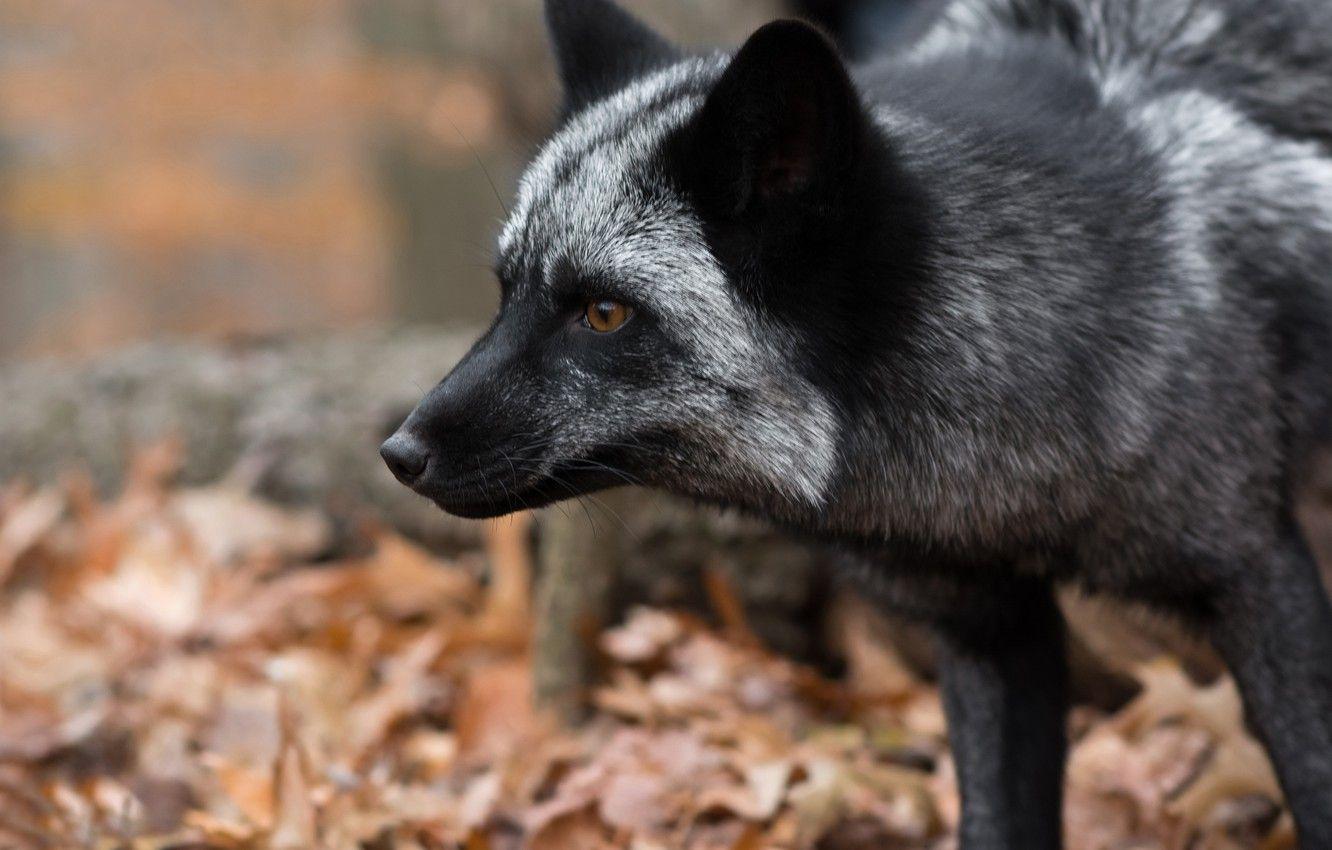 Silver Fox Wallpapers Top Free Silver Fox Backgrounds WallpaperAccess