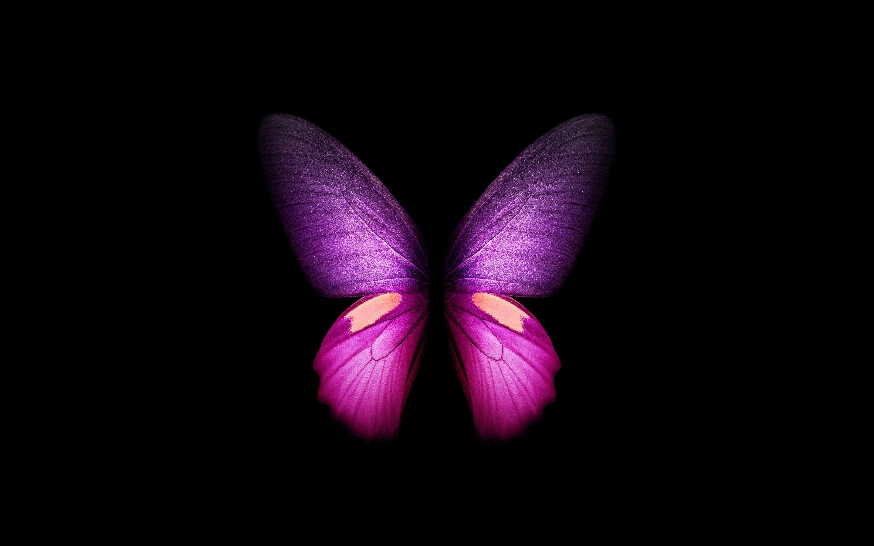 Dark Purple Butterfly Wallpapers Top Free Dark Purple Butterfly