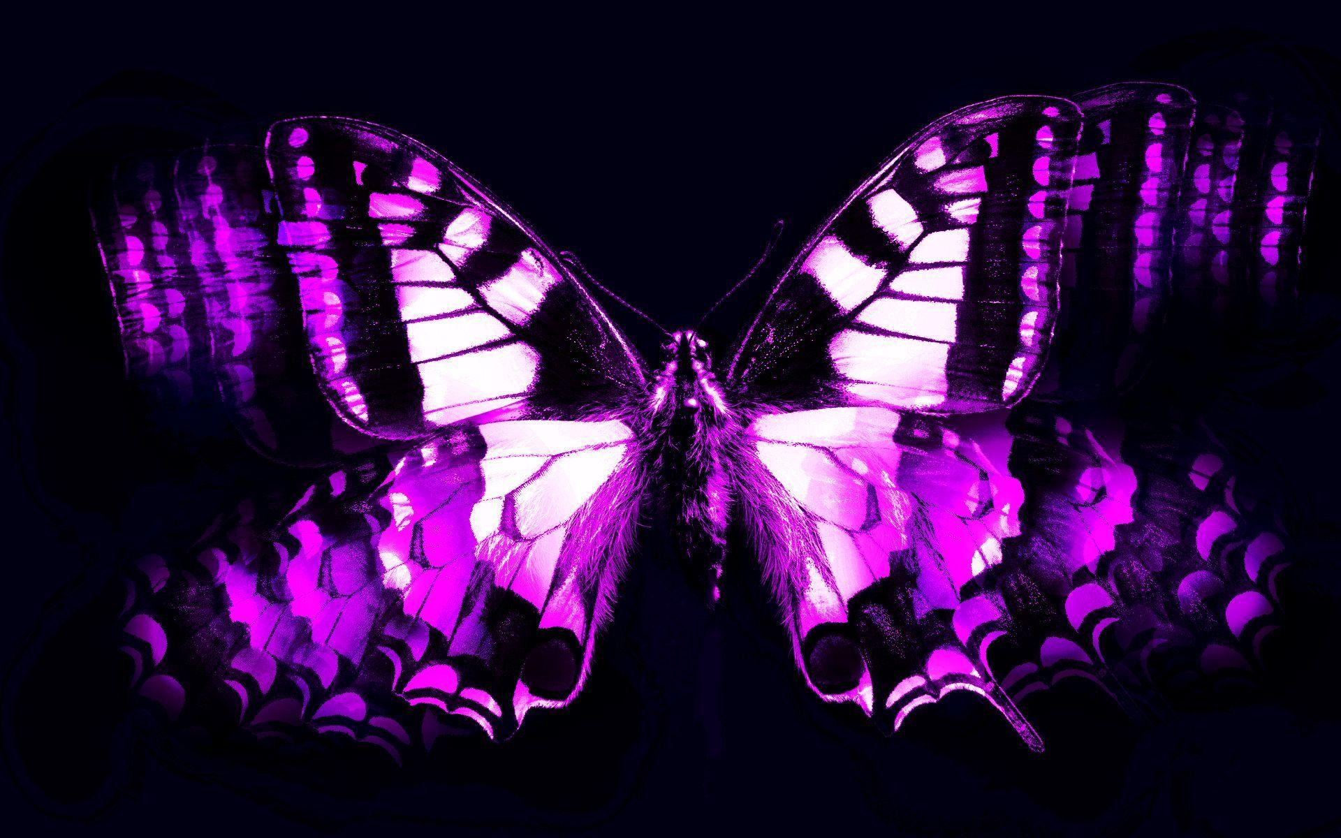 Dark Purple Butterfly Wallpapers Top Free Dark Purple Butterfly