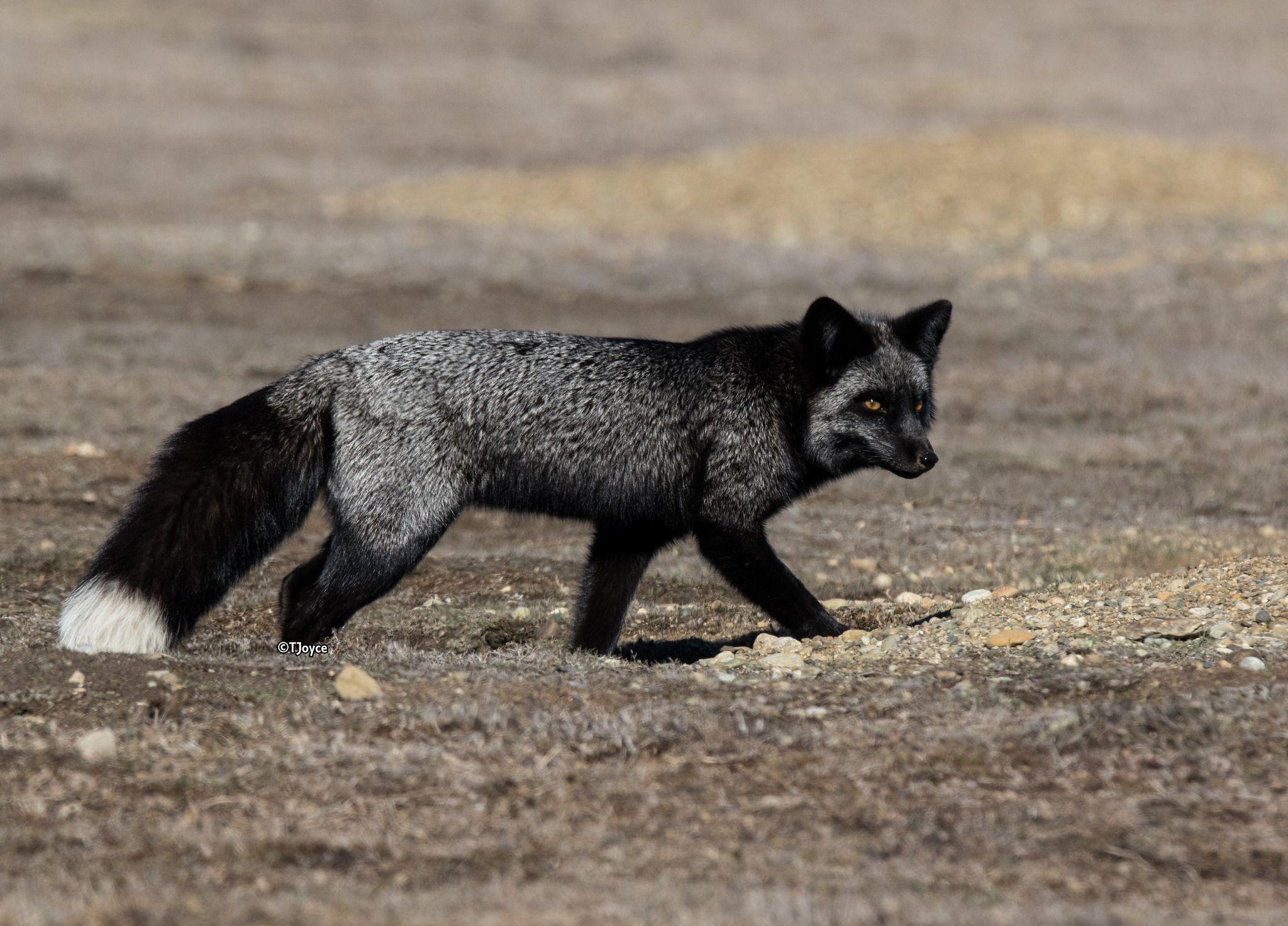 Silver Fox Wallpapers Top Free Silver Fox Backgrounds WallpaperAccess