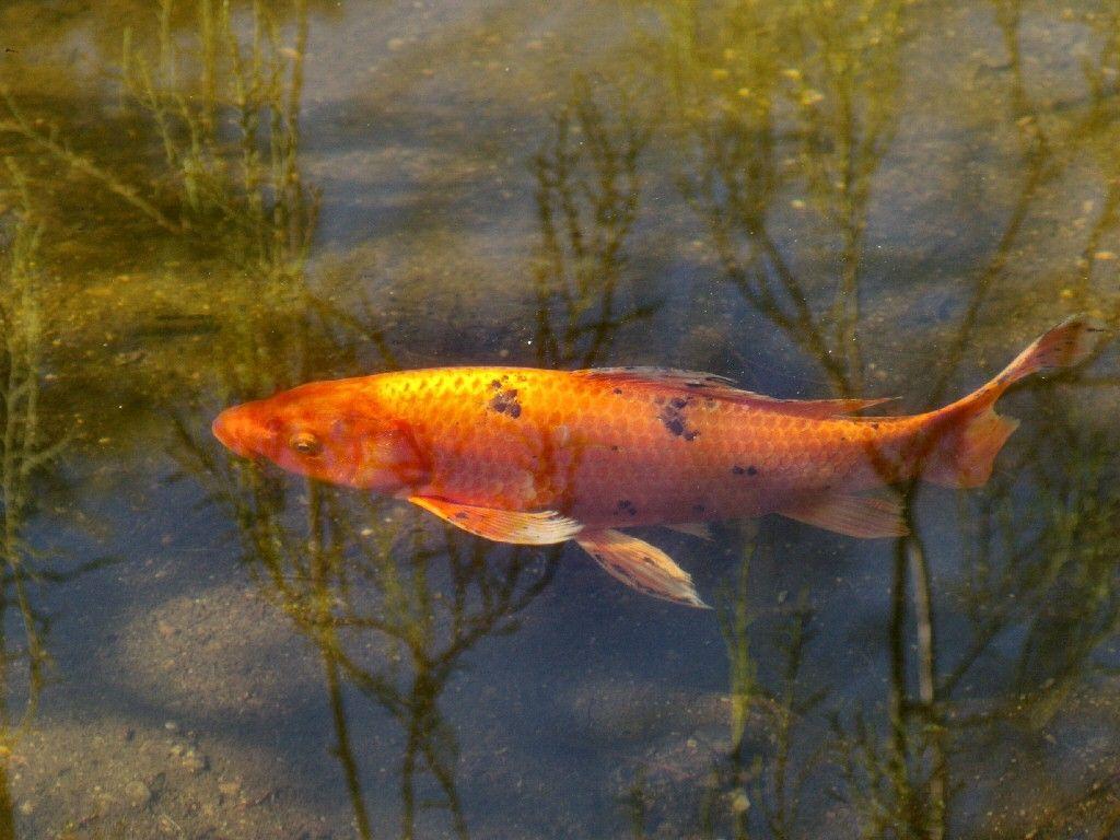 Gold Koi Wallpapers Top Free Gold Koi Backgrounds WallpaperAccess