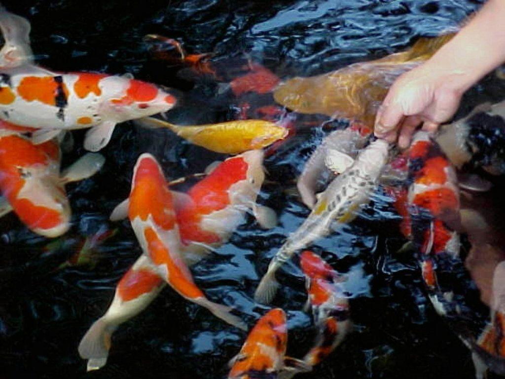 Gold Koi Wallpapers Top Free Gold Koi Backgrounds WallpaperAccess