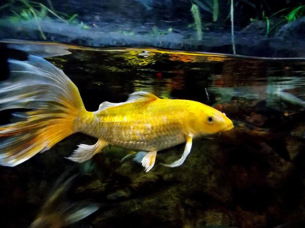 Gold Koi Wallpapers Top Free Gold Koi Backgrounds WallpaperAccess