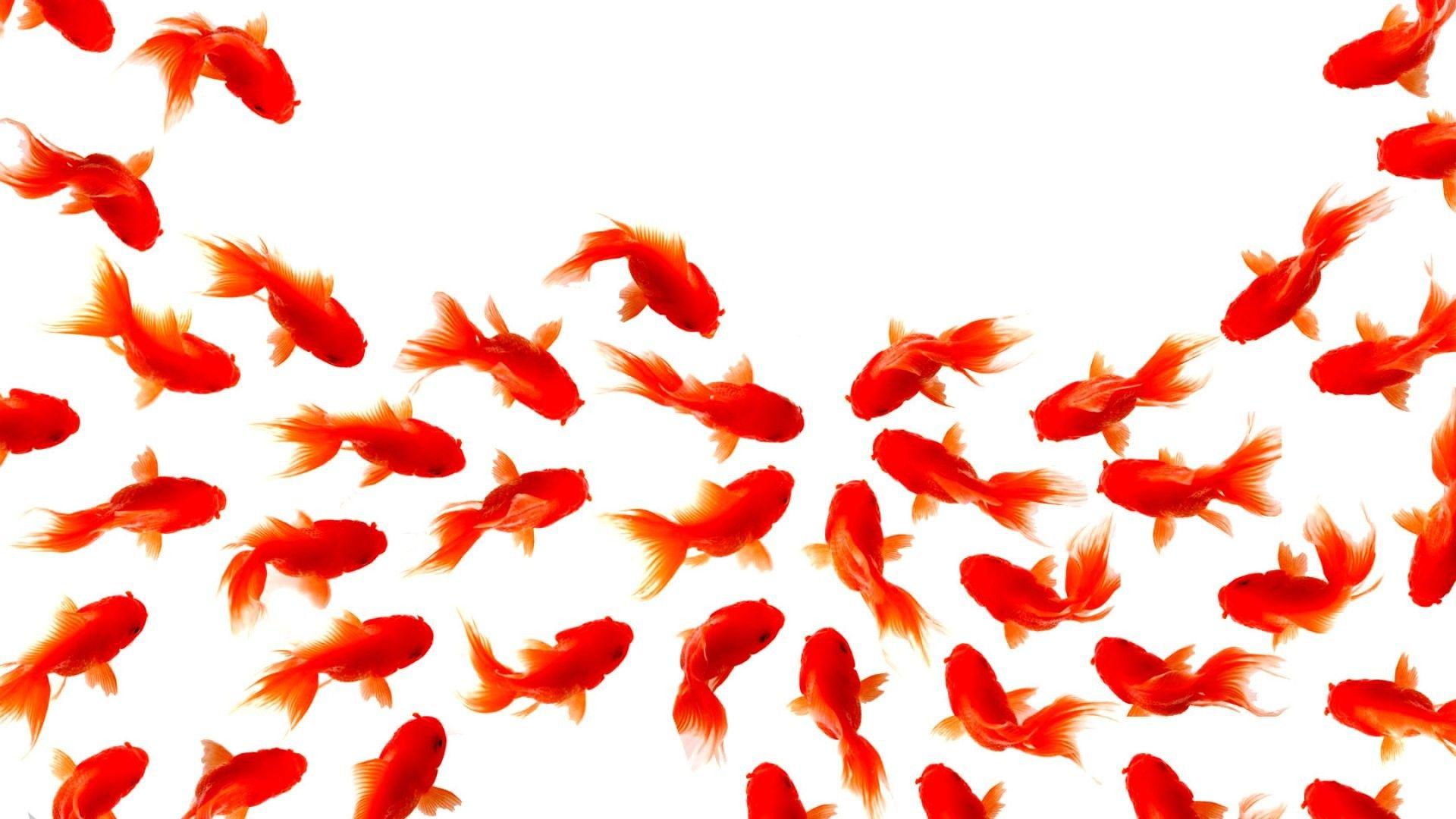 Gold Koi Wallpapers Top Free Gold Koi Backgrounds WallpaperAccess