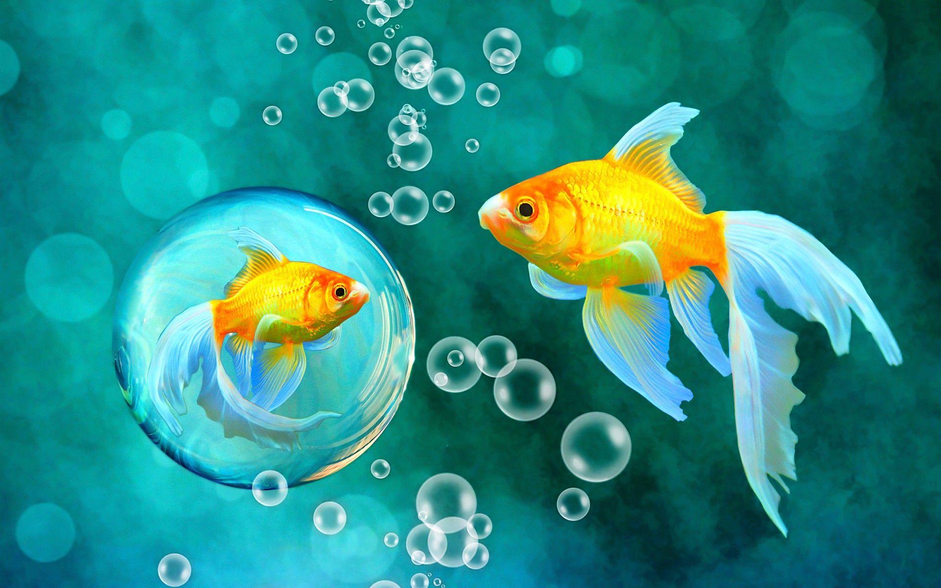 Gold Koi Wallpapers Top Free Gold Koi Backgrounds WallpaperAccess