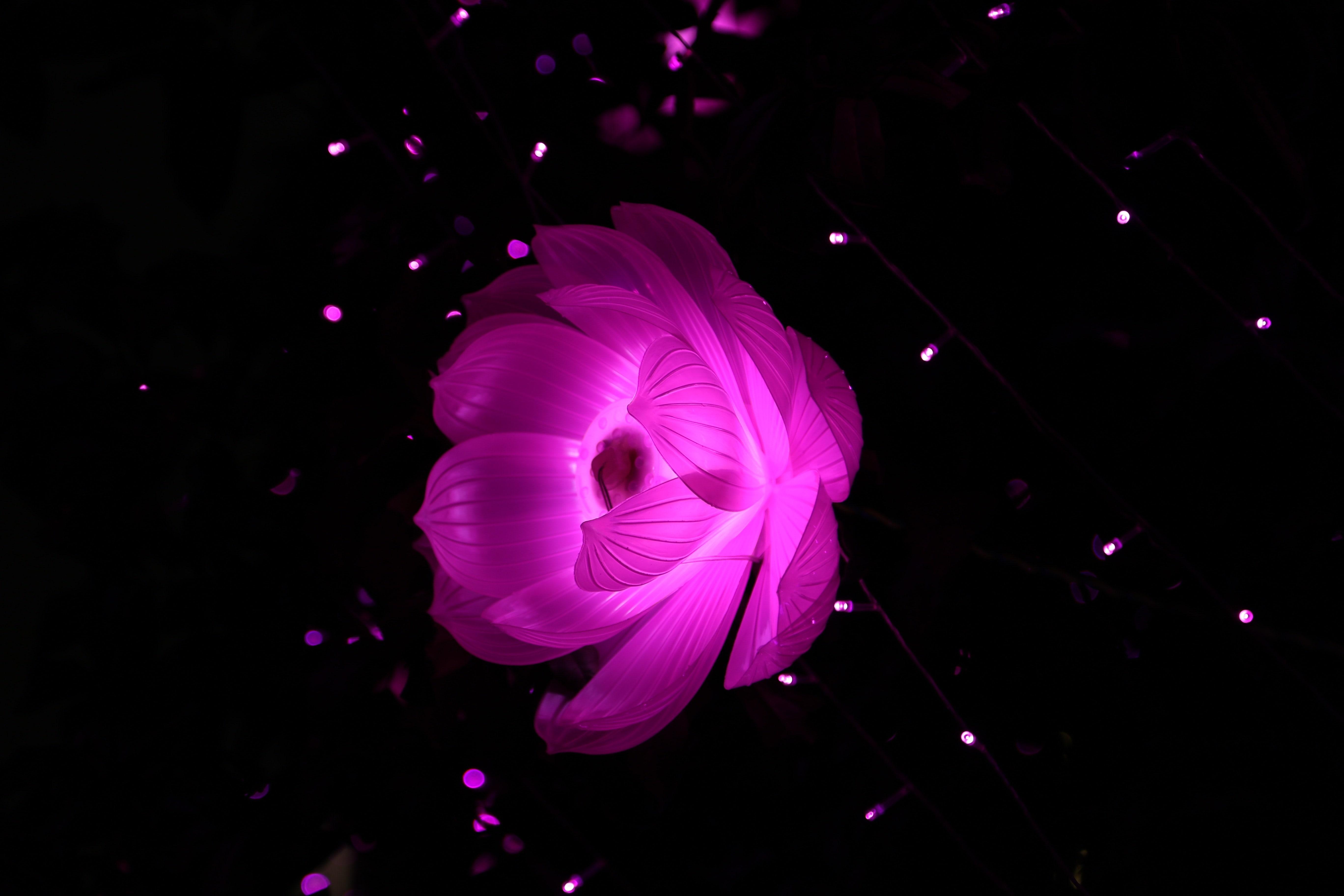 Neon Pink Flower Wallpapers Top Free Neon Pink Flower Backgrounds