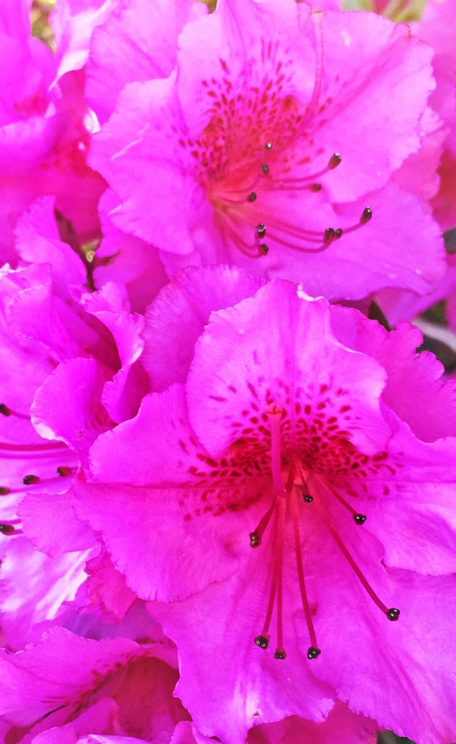 Neon Pink Flower Wallpapers Top Free Neon Pink Flower Backgrounds