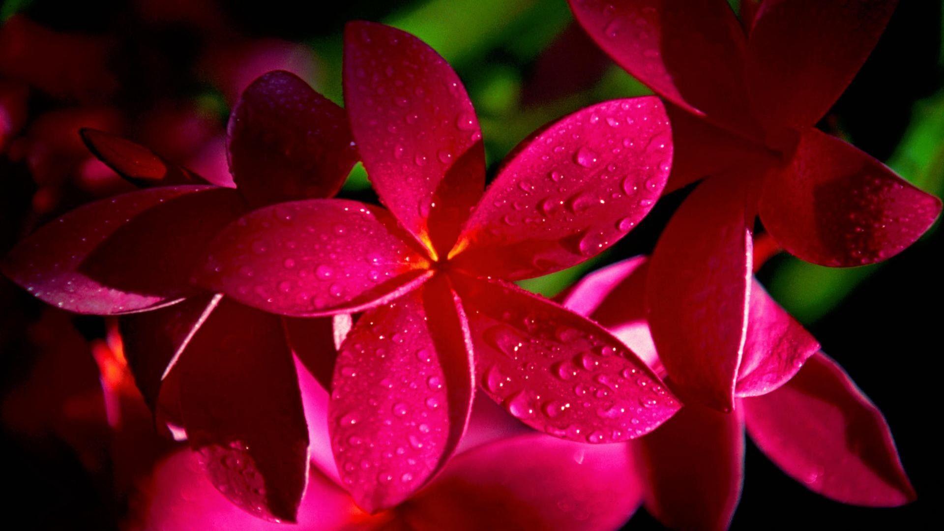 Neon Pink Flower Wallpapers Top Free Neon Pink Flower Backgrounds