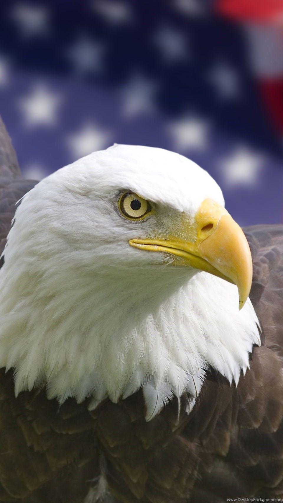 Bald Eagle Cool Wallpapers Top Free Bald Eagle Cool Backgrounds WallpaperAccess