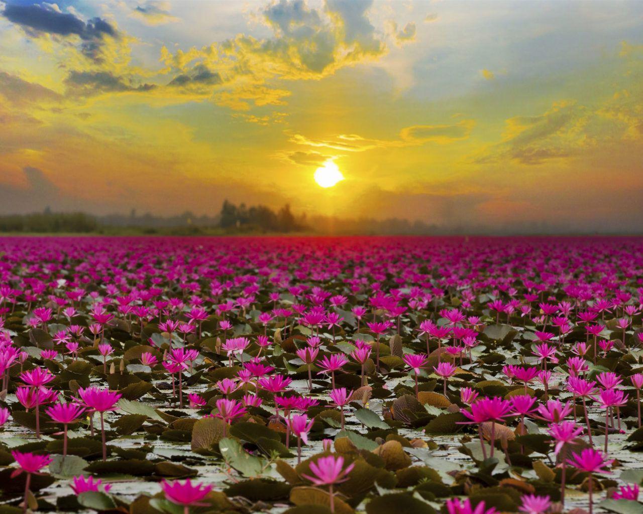 Lotus Flower Garden Wallpapers Top Free Lotus Flower Garden
