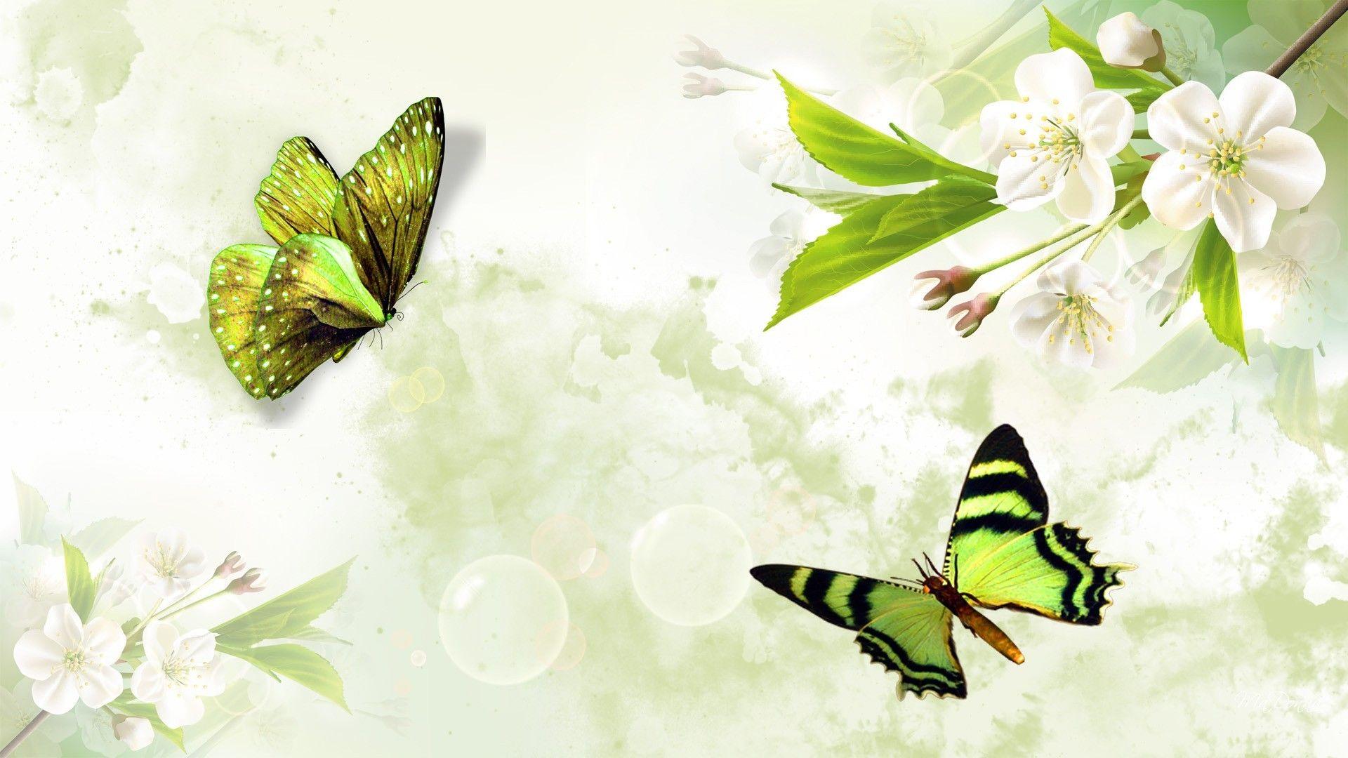 Green Butterfly Wallpapers Top Free Green Butterfly Backgrounds