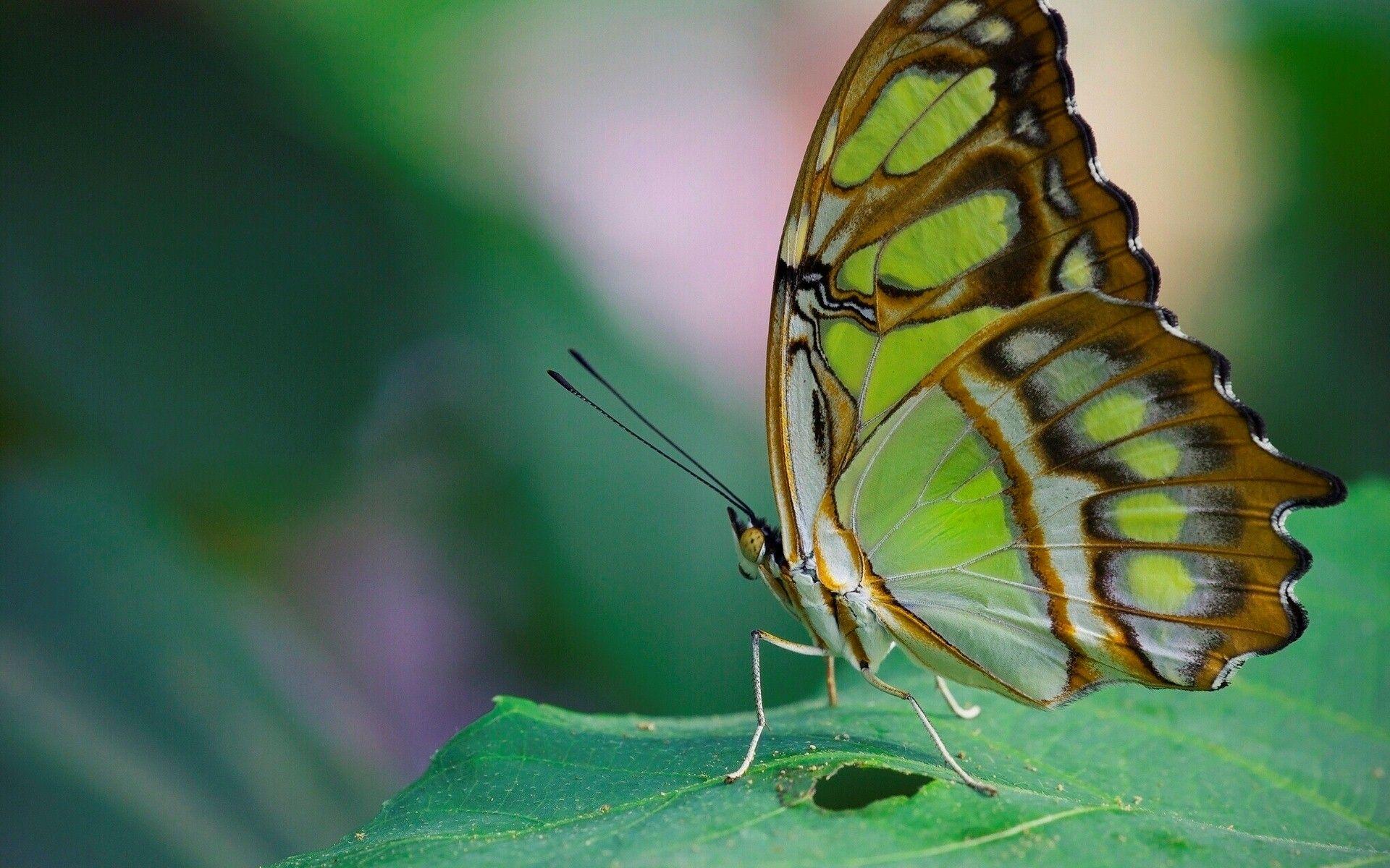 Green Butterfly Wallpapers Top Free Green Butterfly Backgrounds